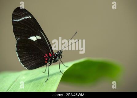 Neotropical butterfly Heliconius melpomene, Brush-footed family (Nymphalidae), Mindo, Ecuador Stock Photo