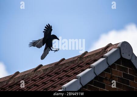 A Carrion Crow  Corvus corone with wings spread alighting on a domestic house roof against a background of blue sky Stock Photo