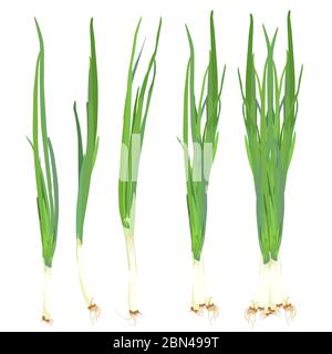 Green spring onion set, vector isolated illustration Stock Vector