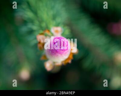 Rare coniferous plants.  Blooming tree Spruce Acrocona (Picea abies Acrocona), the cones look like a pink rose.  Soft needles of pale green colour. Stock Photo