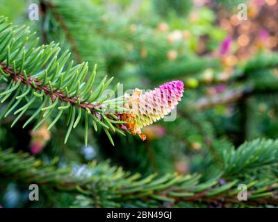 Rare coniferous plants.  Blooming tree Spruce Acrocona (Picea abies Acrocona), the cones look like a pink rose.  Soft needles of pale green colour. Stock Photo