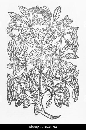 Barberry / Berberis vulgaris plant woodcut from Gerarde's Herball, History of Plants. He refers to it as Spina acida. P1144 Stock Photo