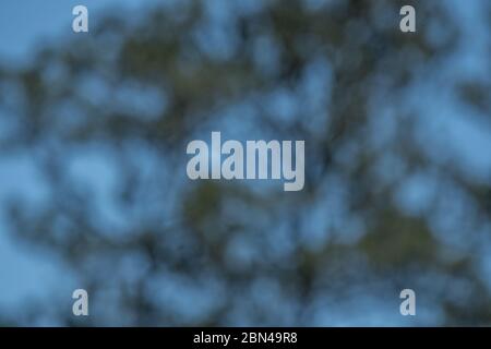 Looking up through the trees at the blue sky out of focus creating a nature abstract effect background and textures for copy space and wallpaper Stock Photo