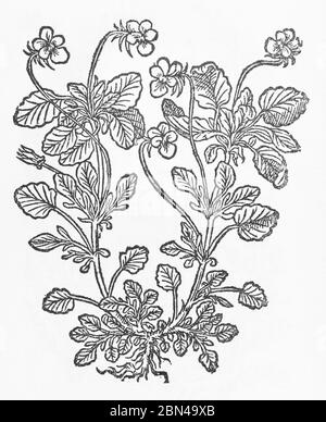 Heart's-Ease plant woodcut from Gerarde's Herball, History of Plants. He refers to it as Viola tricolor petrea with a wholly yellow flower. P704 Stock Photo