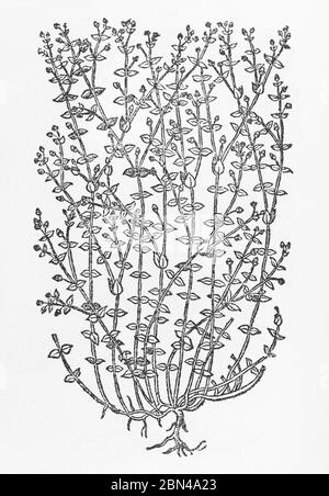 Thyme-Leaved Sandwort / Arenaria serpyllifolia woodcut from Gerarde's Herball, History of Plants. He calls it Fine Chickweed / Alsine minima. P488 Stock Photo