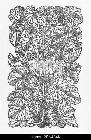 Common Mallow / Malva sylvestris plant woodcut from Gerarde's Herball, History of Plants. He refers to it as Field Mallow. P785 Stock Photo
