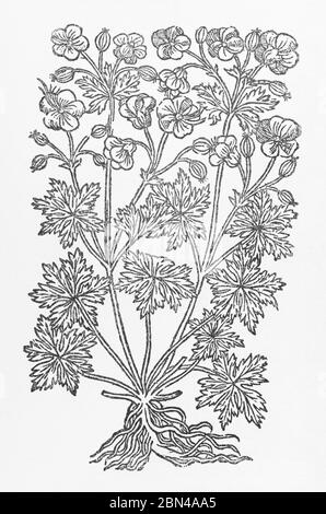 Meadow Crane's-Bill / Geranium pratense woodcut from Gerarde's Herball, History of Plants. He calls it White Crowfoot Cranes Bill. P797 Stock Photo