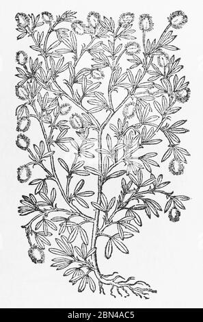 Hare's-foot clover / Trifolium arvense plant woodcut from Gerarde's Herball, History of Plants. He refers to it as Lagopodium Pes leporis. P1023 Stock Photo
