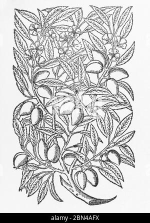 Charming Almond / Amygdalus communis, Prunus dulcis plant woodcut from Gerarde's Herball, History of Plants. Well-known food / nut source, P1256 Stock Photo