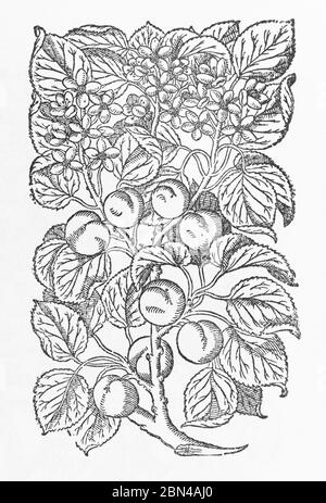 Apricot Tree / Prunus armeniaca woodcut from Gerarde's Herball, History of Plants. He refers to it as Greater Apricot / Armeniaca Malus major. P1260 Stock Photo