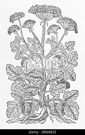 Alexanders / Smyrnium olusatrum plant woodcut from Gerarde's Herball, History of Plants. He refers to it as Hipposelinum. P866 Stock Photo