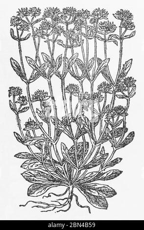 Lamb's Lettuce / Valerianella olitoria woodcut from Gerarde's Herball, History of Plants. He refers to it as Corne Sallade / Lactuca agnina latifolia. Stock Photo