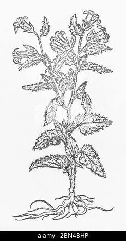 Nettle-Leaved Bell-flower / Campanula trachelium woodcut from Gerarde's Herball, History of Plants. He calls it Trachelium minus. P364 Stock Photo
