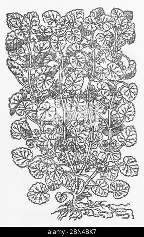 Ground Ivy / Glechoma hederacea plant woodcut from Gerarde's Herball, History of Plants. He refers to it as Alehoof / Hedera terrestris. P705 Stock Photo