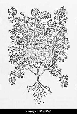 Green Field-Speedwell / Veronica agrestis plant woodcut from Gerarde's Herball, History of Plants. He calls it Alsine folijs Trissaginis. P492 Stock Photo