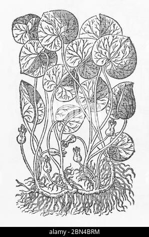 Asabaracca / Asarum europaeum plant woodcut from Gerarde's Herball, History of Plants. He refers to it as Asarum. P688 Stock Photo