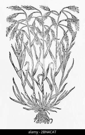 Barren Brome Grass / Bromus sterilis woodcut from Gerarde's Herball, History of Plants. He refers to it as Wilde Oats. P69 Stock Photo