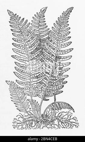 Common polypody fern, Polypodium vulgare Stock Photo - Alamy