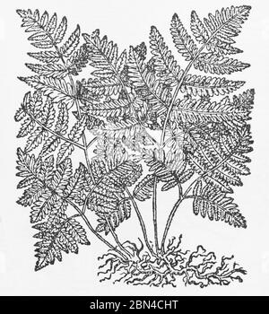 Oak Fern, Gymnocarpium dryopteris Stock Photo - Alamy