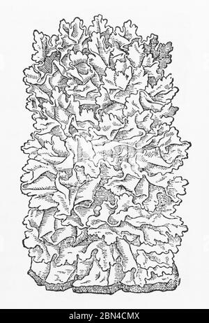 Sea Lettuce / Ulva lactuca woodcut from Gerarde's Herball, History of Plants. He calls it Sea Lungwort, Oyster Green (Lichen Marinus). P1377