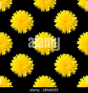 Beautiful dandelions on a black background. Combination of black and yellow Stock Photo