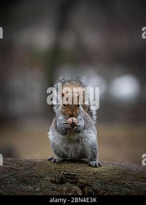 Gray squirrel sitting on a tree trunk eats a nut holding it between its front legs Stock Photo