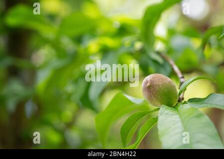 A small Peach growing on a Peach tree. Stock Photo