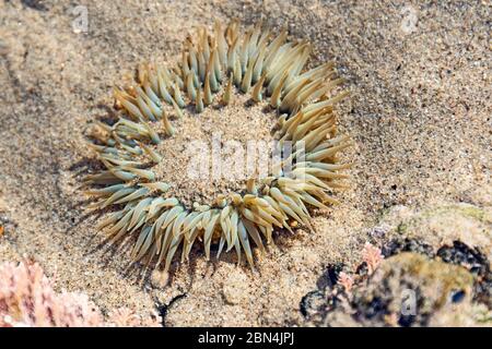 Sunburst Anemone (Anthopleura sola) partially covered in sand in a tidepool at Leo Carrillo State Park, Malibu, California. Stock Photo