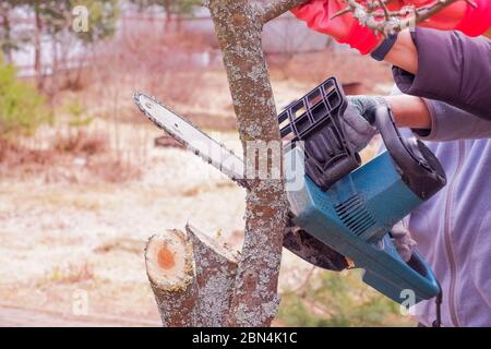 Detail of a wood sawing in the garden.Professional gardener cuts branches on a old tree, using a chain saw.Trimming tree with chainsaw in backyard Stock Photo