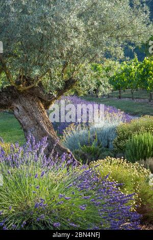 Olive tree, Lavender and Grapevines in garden near Saint Cirq Lapopie, Midi-Pyrenees, France Stock Photo