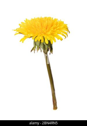 Blooming dandelion isolated on a white background. Used in medicine as a medicinal plant Stock Photo