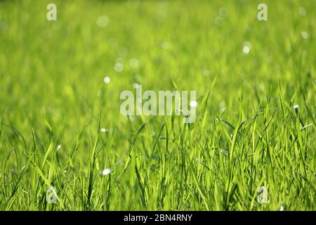 Young green grass in sunlight, selective focus. Fresh spring nature background, sunny meadow texture Stock Photo
