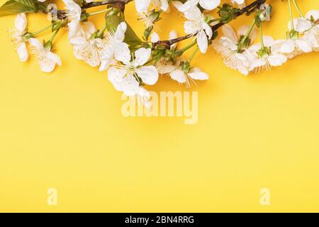 Blooming cherry branches at the top of a yellow background with copy space Stock Photo
