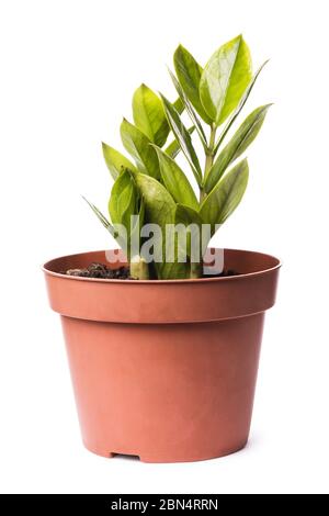 Young shoots of Crassula in a pot isolated on white background Stock Photo
