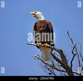 Portrait of an American Bald Eagle, perched in a black walnut tree searching the landscape below for anything resembling dinner, along the John Day Ri Stock Photo