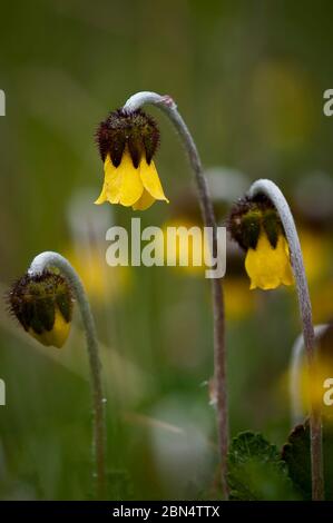 Dryas drummondii, yellow mountain avens, Bow Valley, Alberta, Canada Stock Photo