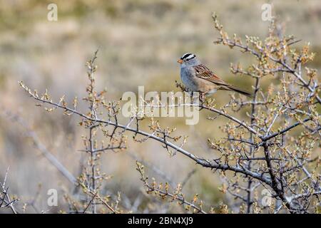 A white-crowned sparrow perched on a budding tree branch Stock Photo