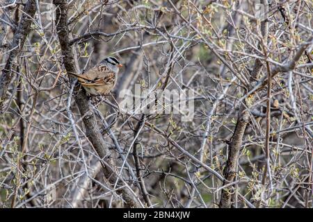 A white-crowned sparrow perched on a budding tree branch Stock Photo
