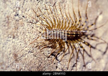 Scolopendrid centipede. Insect close-up. Stock Photo