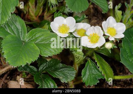 Garden Strawberry - Fragaria X ananassa Flowers & leaves