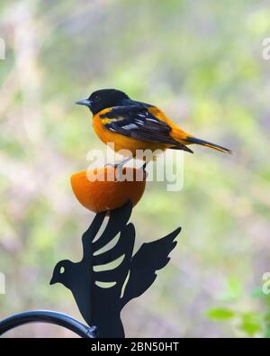 A male Oriole sits perched on an orange which had been placed on an ornamental shepards hook.  Background blurred. Stock Photo