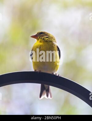 A close up view of a male gold finch sitting on a metal shepards hook. Background blurred. Stock Photo