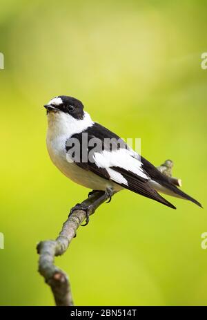 Scared black and white european pied flycatcher sitting on the thin twig Stock Photo