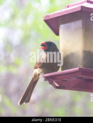 A female cardinal perched at a bird feeder in the spring.  Eating a sunflower seed.  Background blurred. Stock Photo