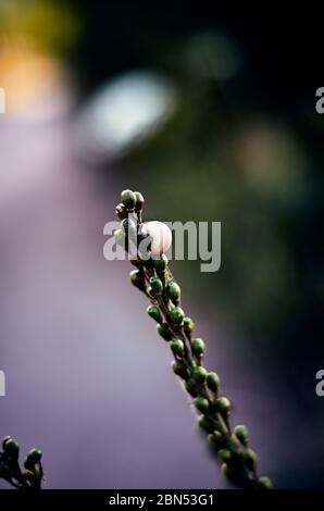 Little snails shells on a wild tree Stock Photo