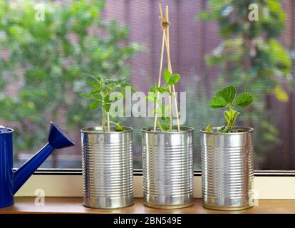 vegetable seedlings growing in reuse tin cans on window ledge. Self sufficiency at home, save money, recycle, reuse to reduce waste and grow your own Stock Photo