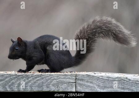 Grey and Black Squirrels Stock Photo