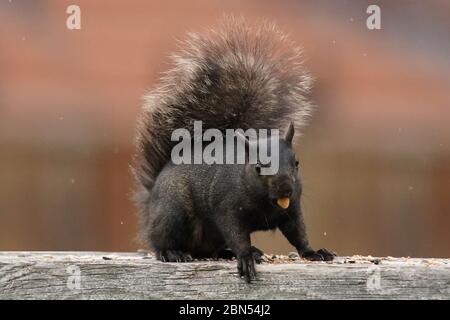Grey and Black Squirrels Stock Photo