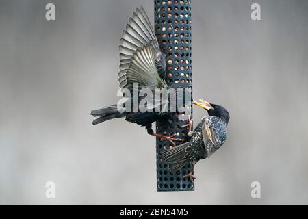 Fighting in midair European Starlings Stock Photo