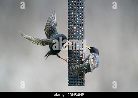 Fighting in midair European Starlings Stock Photo